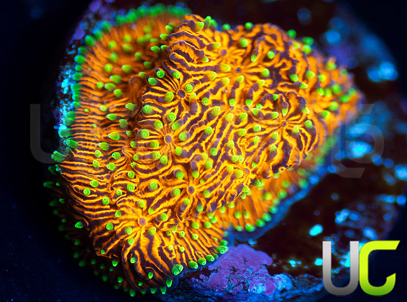 UC Fuzzy Navel Litho