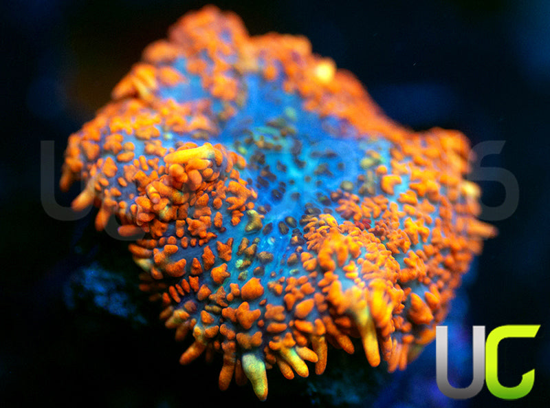 UC Rainbow Skirt Mushroom
