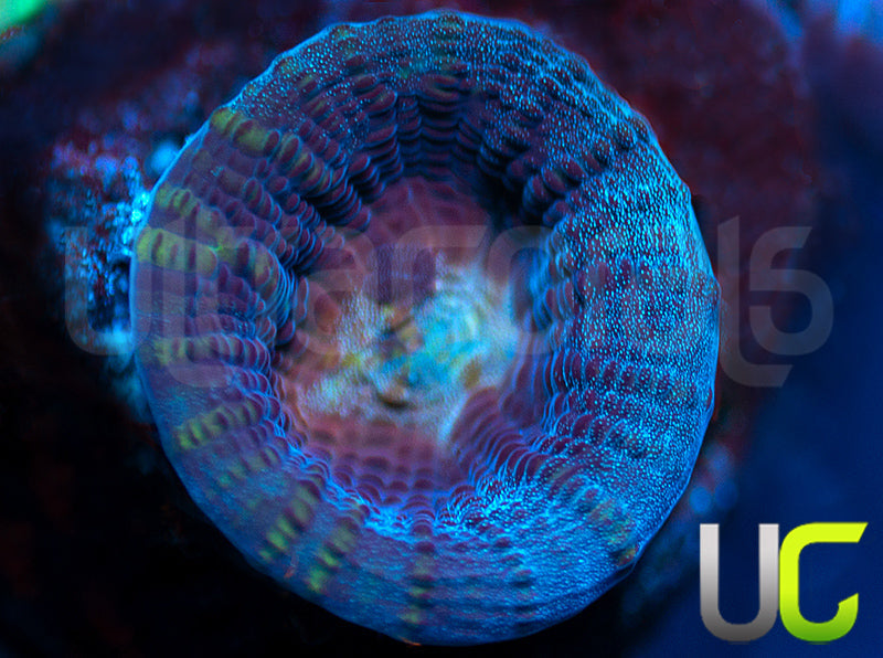 UC Scarlett Crusade Cupping Chalice