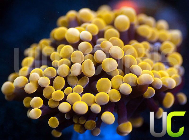 Origami Orange Hammer