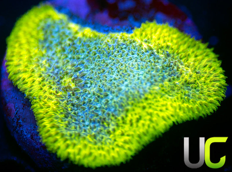 UC Blue Haze Psammocora