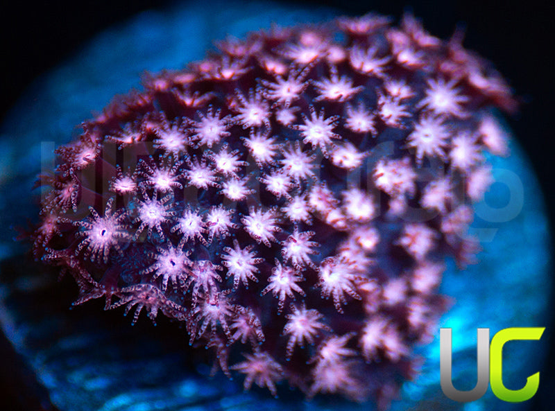 JF Jose Casas Pink Polyp Stylo