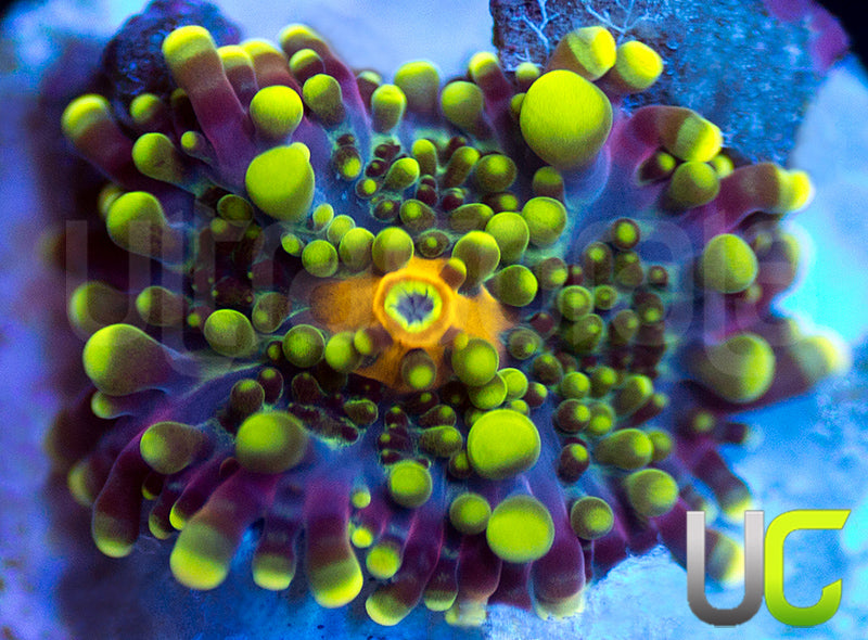 UC Green Lantern Yuma Ricordea