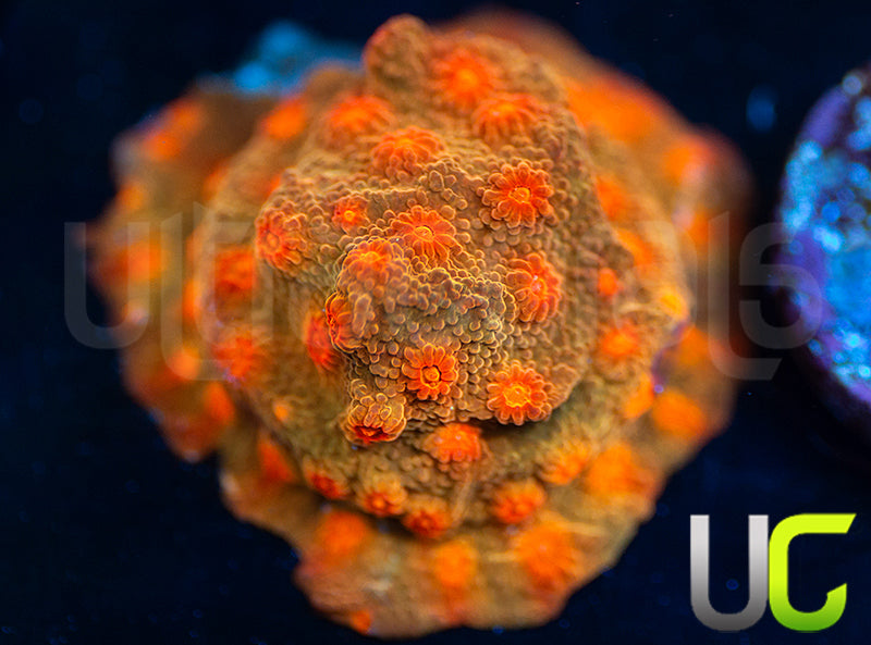 UC Jolly Roger Cyphastrea