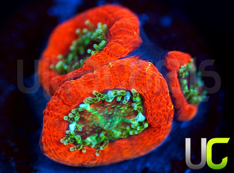 UC Dragon Slayer Micro Amakusensis