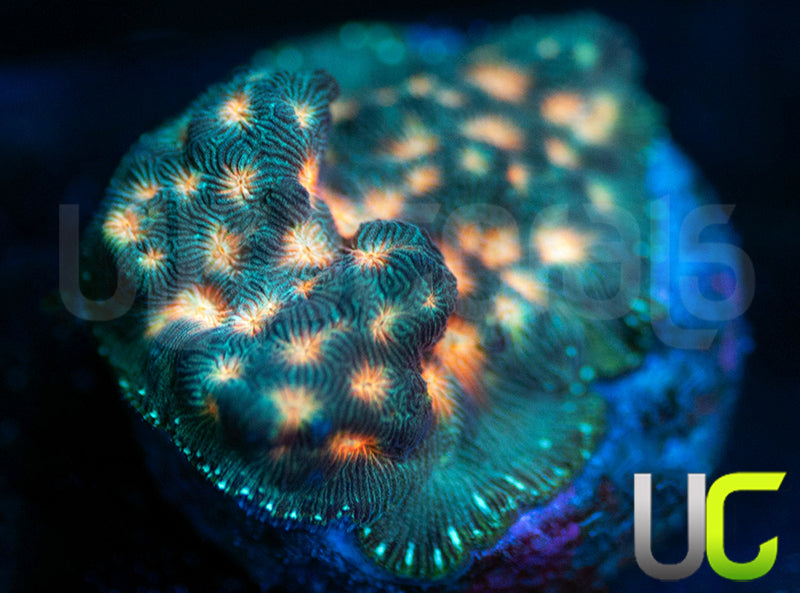 UC Plutonium Lepto
