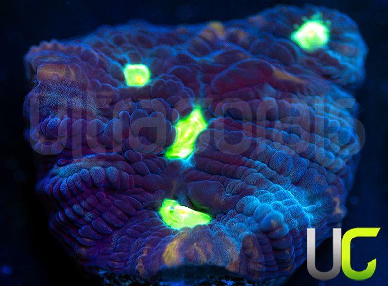 UC Monte Cristo Chalice