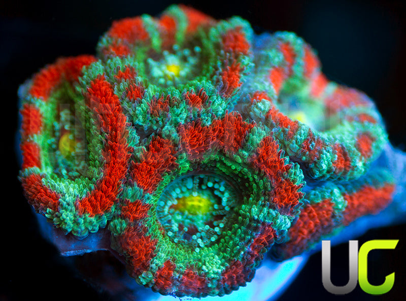 New Release: UC Yin Yang Micro Amakusensis