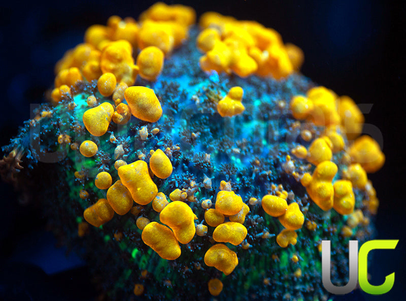 Sunkist Bounce Mushroom