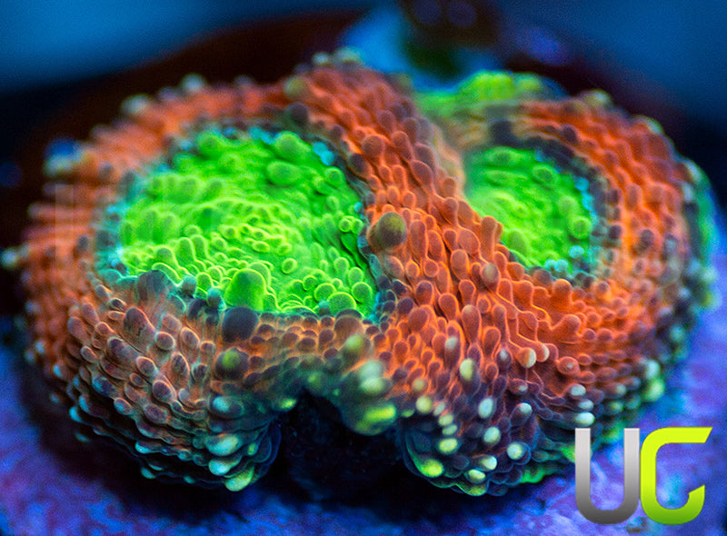 Agent Orange Acan Echinata