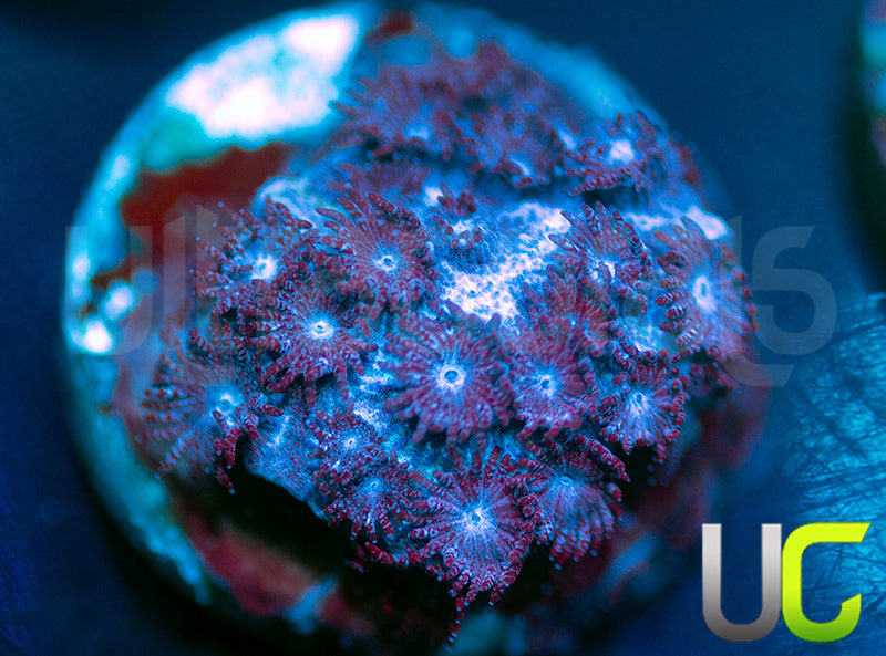 UC Blackberry Cyphastrea