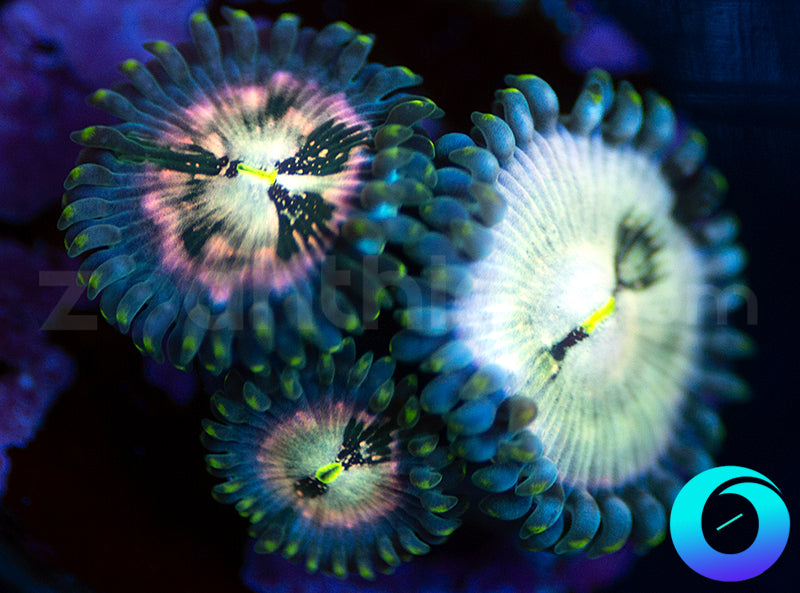 Hawaiian Ding Dang PE