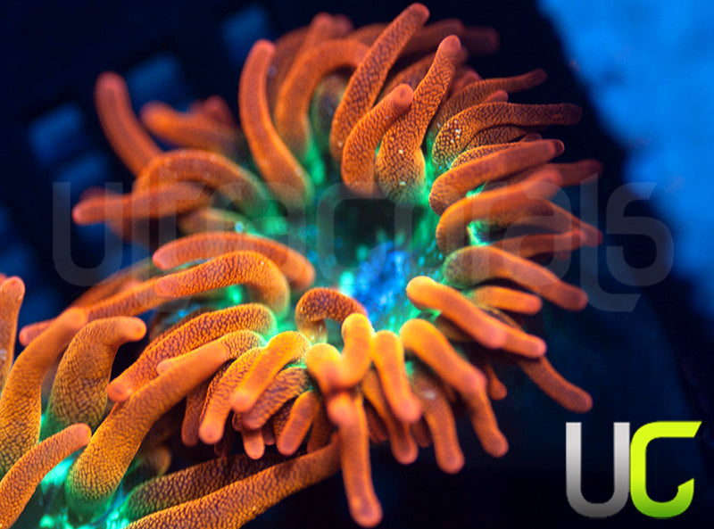 UC Funburst Anemone