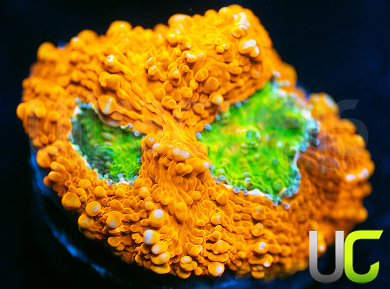 OG Pumpkin Patch Acan Echinata