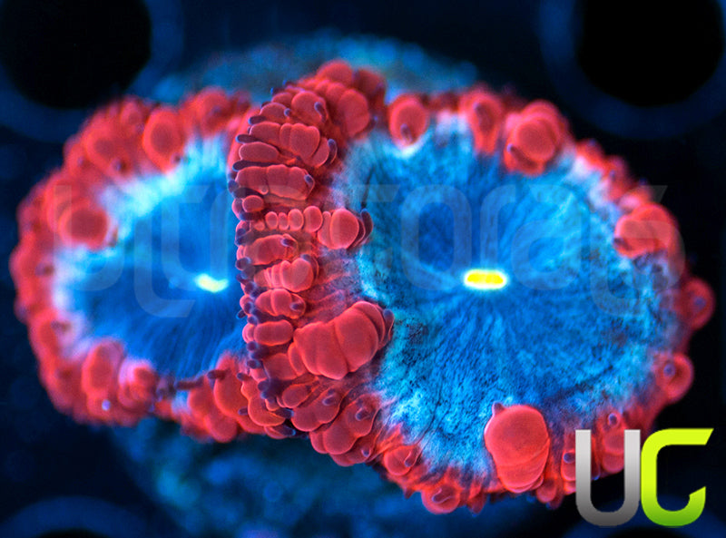 UC Forbidden Blue Blastos