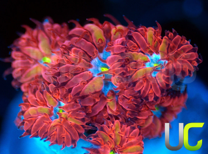 UC Blue Raven Blastos