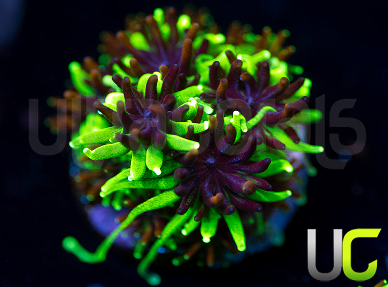 Sonic the Hedgehog Galaxia