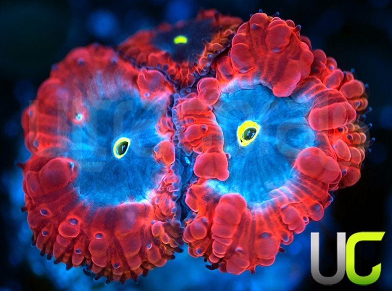 UC Forbidden Blue Blastos