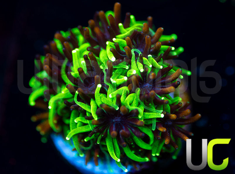 Sonic the Hedgehog Galaxia