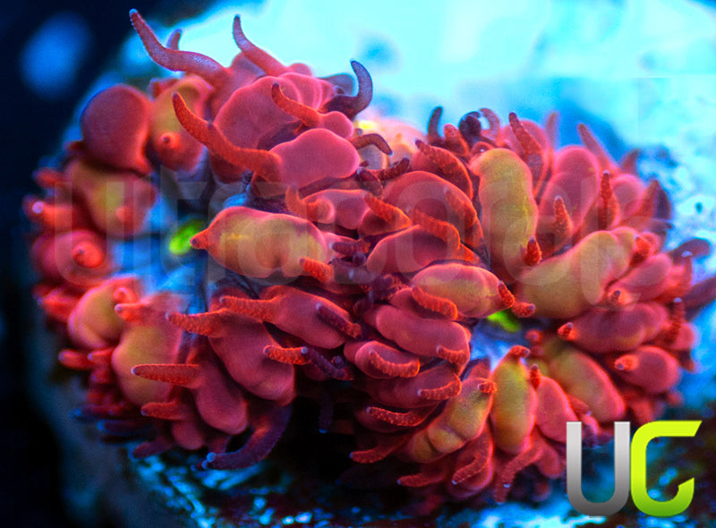 UC Blue Raven Blasto