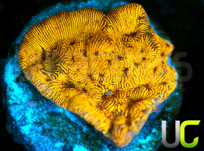 UC Golden Dragon Lepto