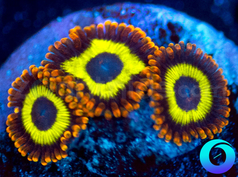 Fruit Loop