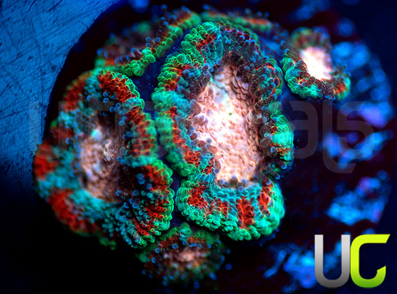 UC Pink Pinwheel Micro Amakusensis