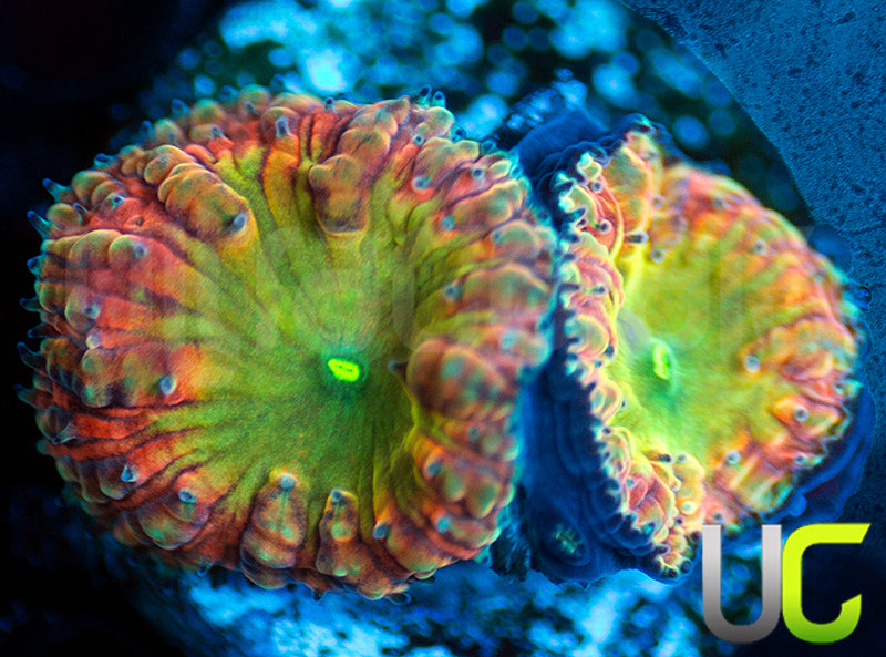 BSA TT Twister Blastos