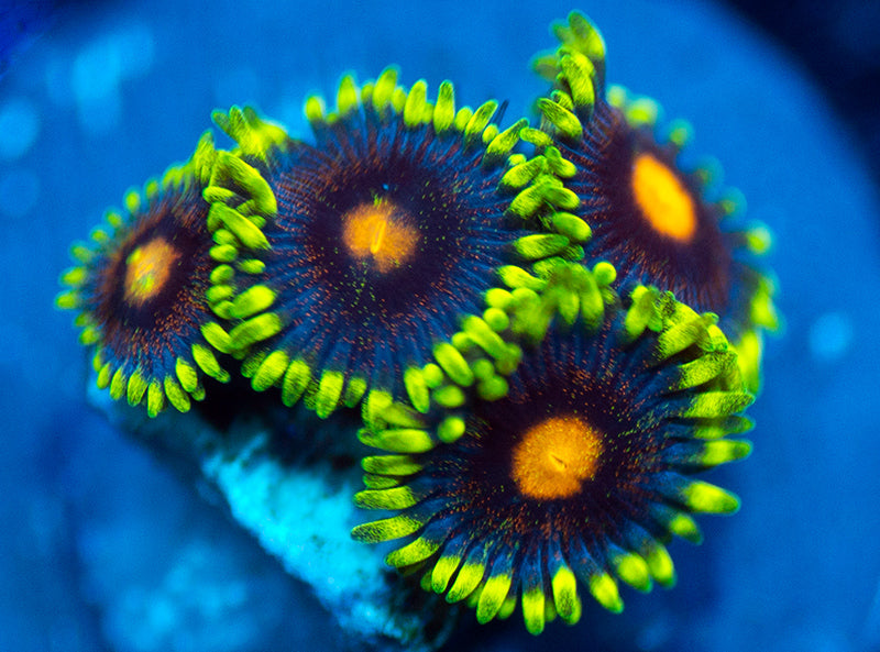 CB Mad Raver Zoas