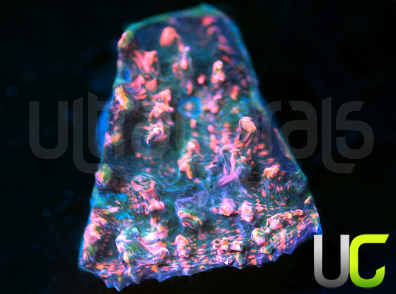 UC Dubble Bubble Bouncing Chalice