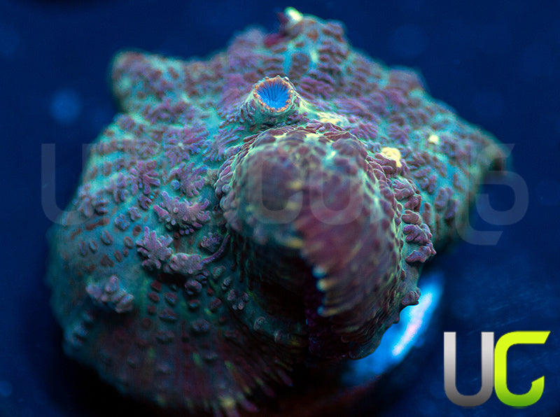 UC Purple Empress Mushroom