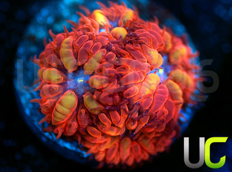 UC Blue Raven Blastos