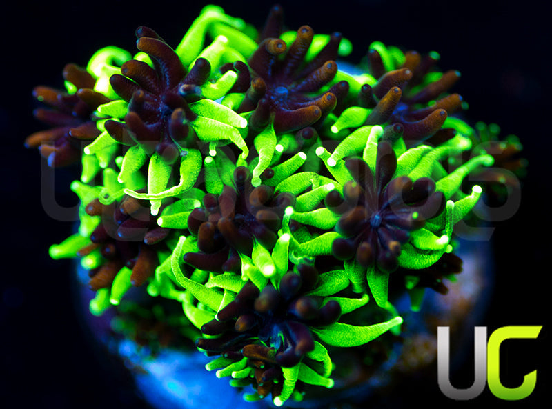 Sonic the Hedgehog Galaxia