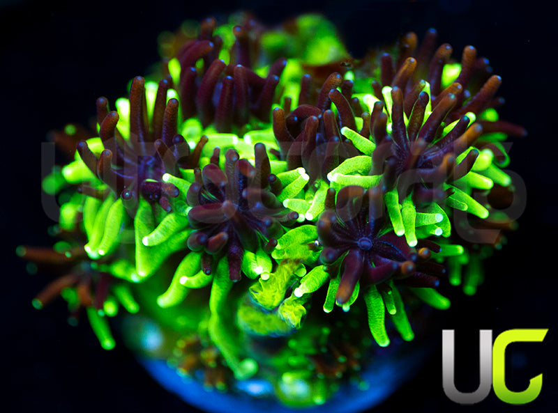 Sonic the Hedgehog Galaxia