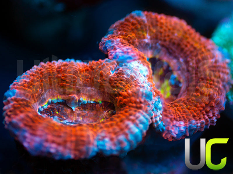 UC Crazy Carny Micro Lord