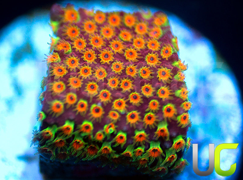 WWC Looney Tunes Stylo