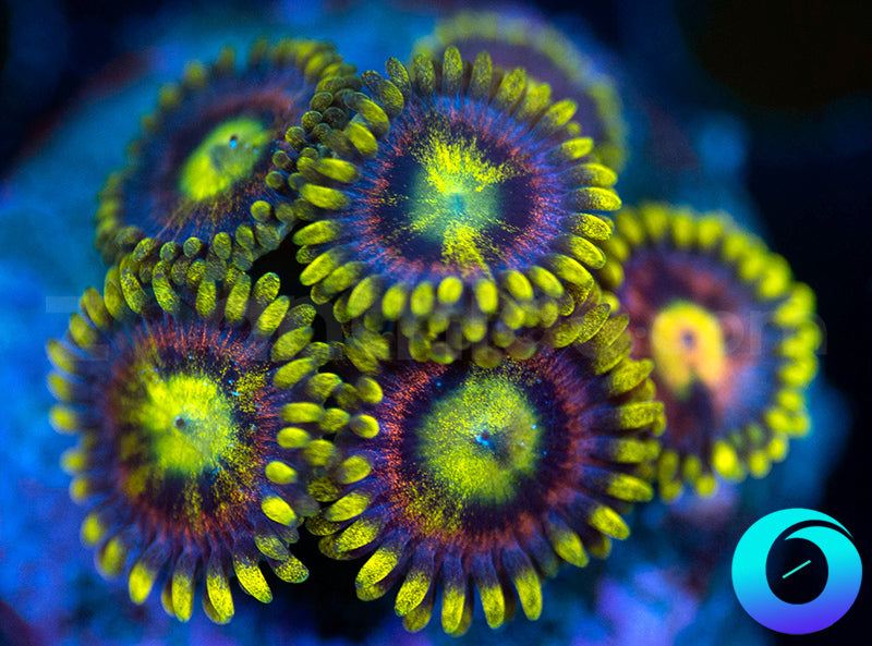 Lemon Devils