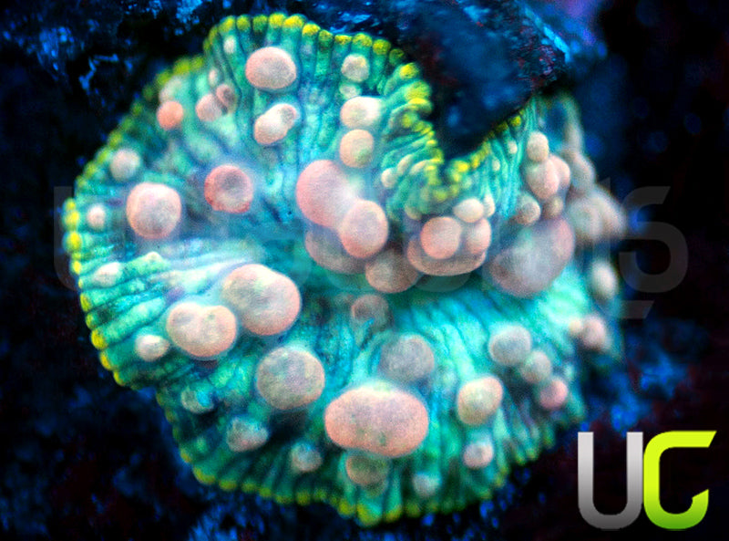 Neptune Bounce Mushroom