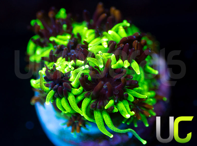 Sonic the Hedgehog Galaxia