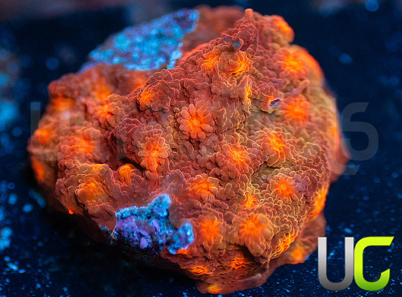 UC Jolly Roger Cyphastrea