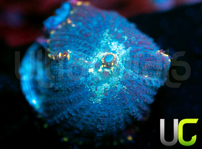 UC Doomsday Bounce Mushroom