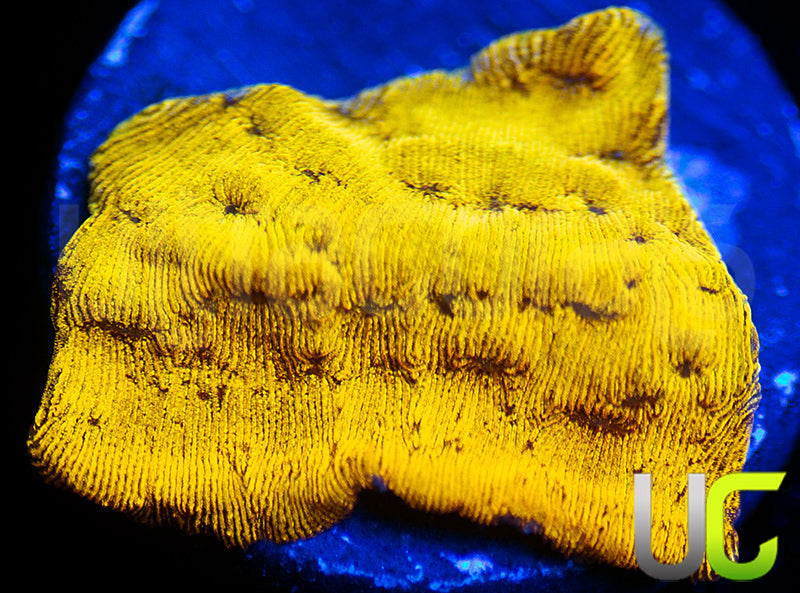 UC Golden Dragon Lepto