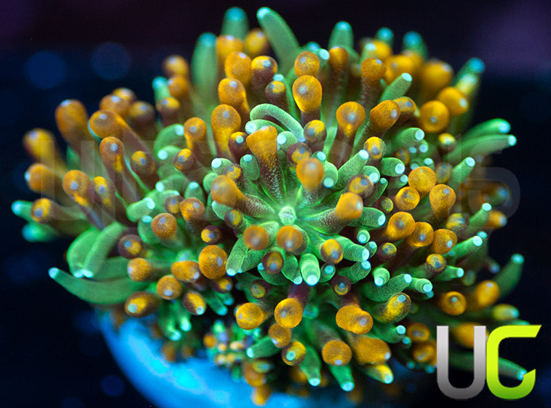 UC Roman Candle Galaxia