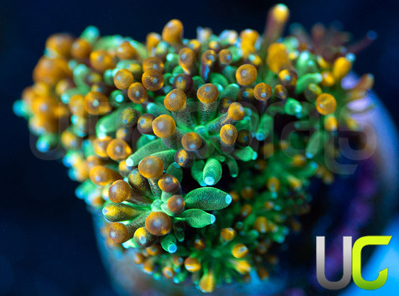 UC Roman Candle Galaxia