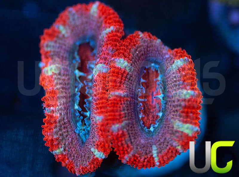 UC Onslaught Micro Lord