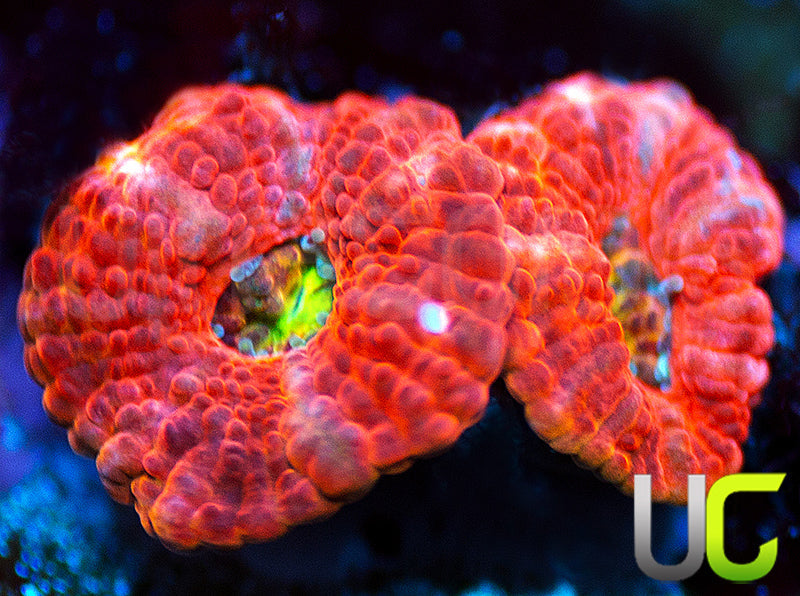 UC Damsel in Distress Micro Amakusensis