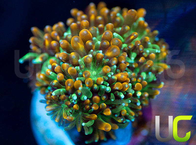 UC Roman Candle Galaxia