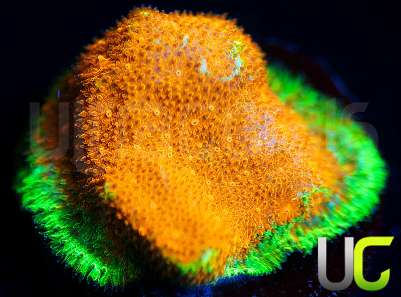 Watermelon Psammocora