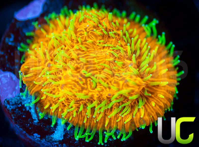 UC Fuzzy Navel Litho