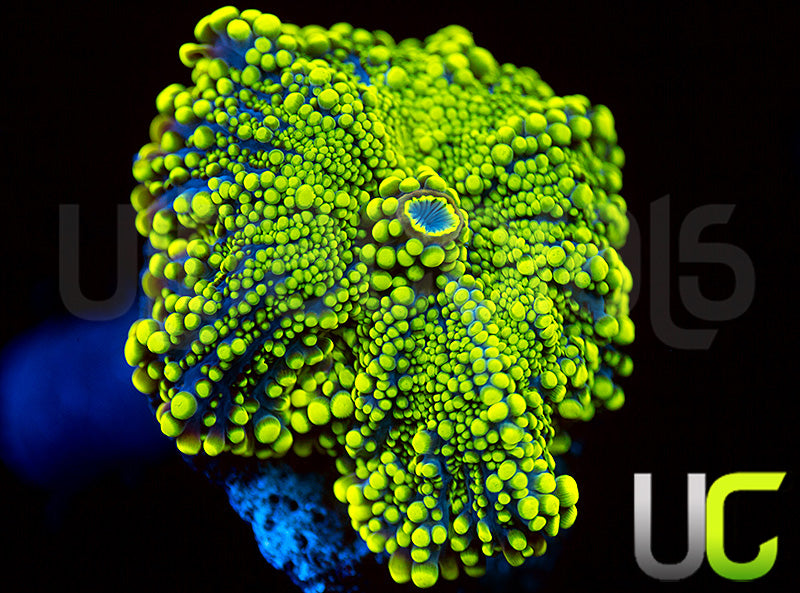 UC Green Lantern Yuma Ricordea